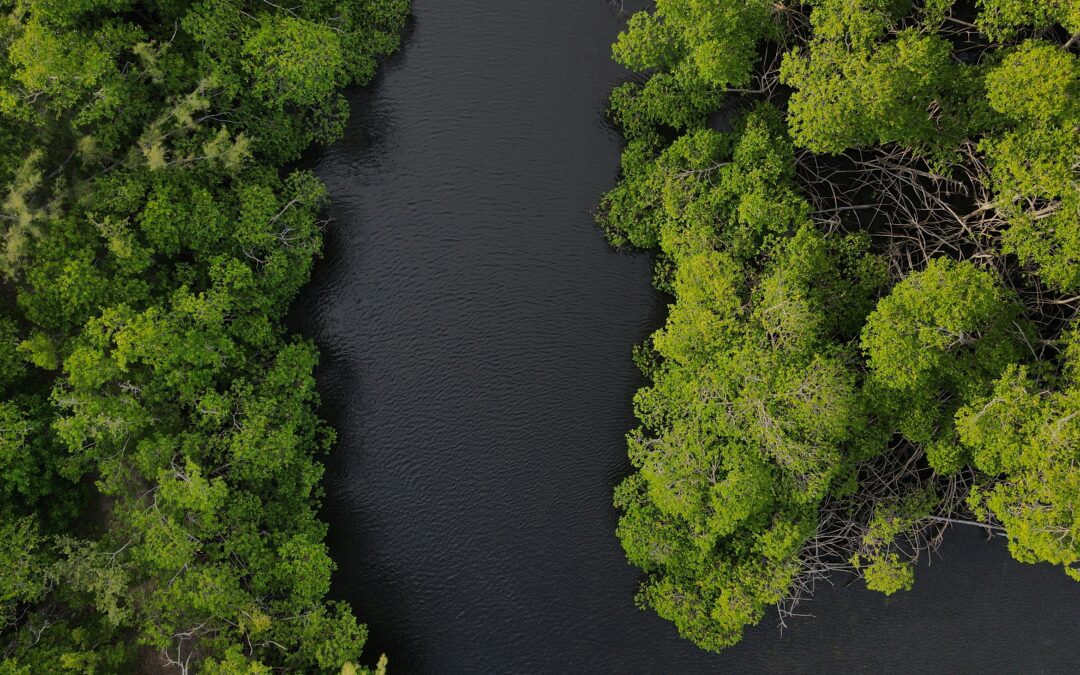 Mangrove Mystery