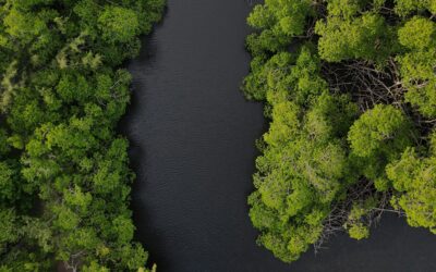 Mangrove Mystery